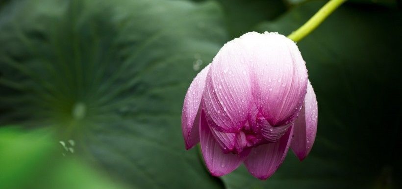 理想主义|下个月,缘分与桃花翘首凝望,收获爱情余生幸福的4大生肖