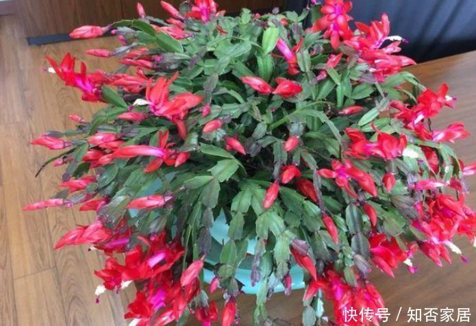 蟹爪兰2次开花数量少?花后5步不能少,做好轻松开爆盆!