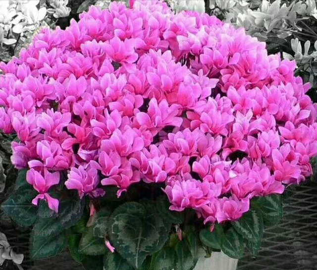 4类“坑人花”,漂亮却活不长,新手“别上当”,买了养不活