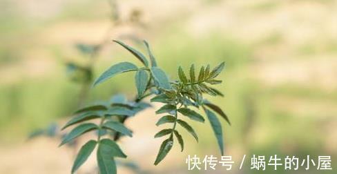 菜友|阳台种花椒,好看又好香,随吃随摘