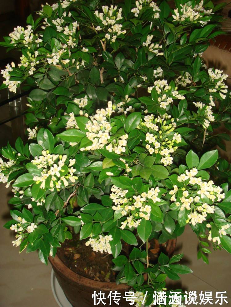 九里香|晚上失眠,就养“这花”,香味扑鼻,一觉睡到天亮,别不养
