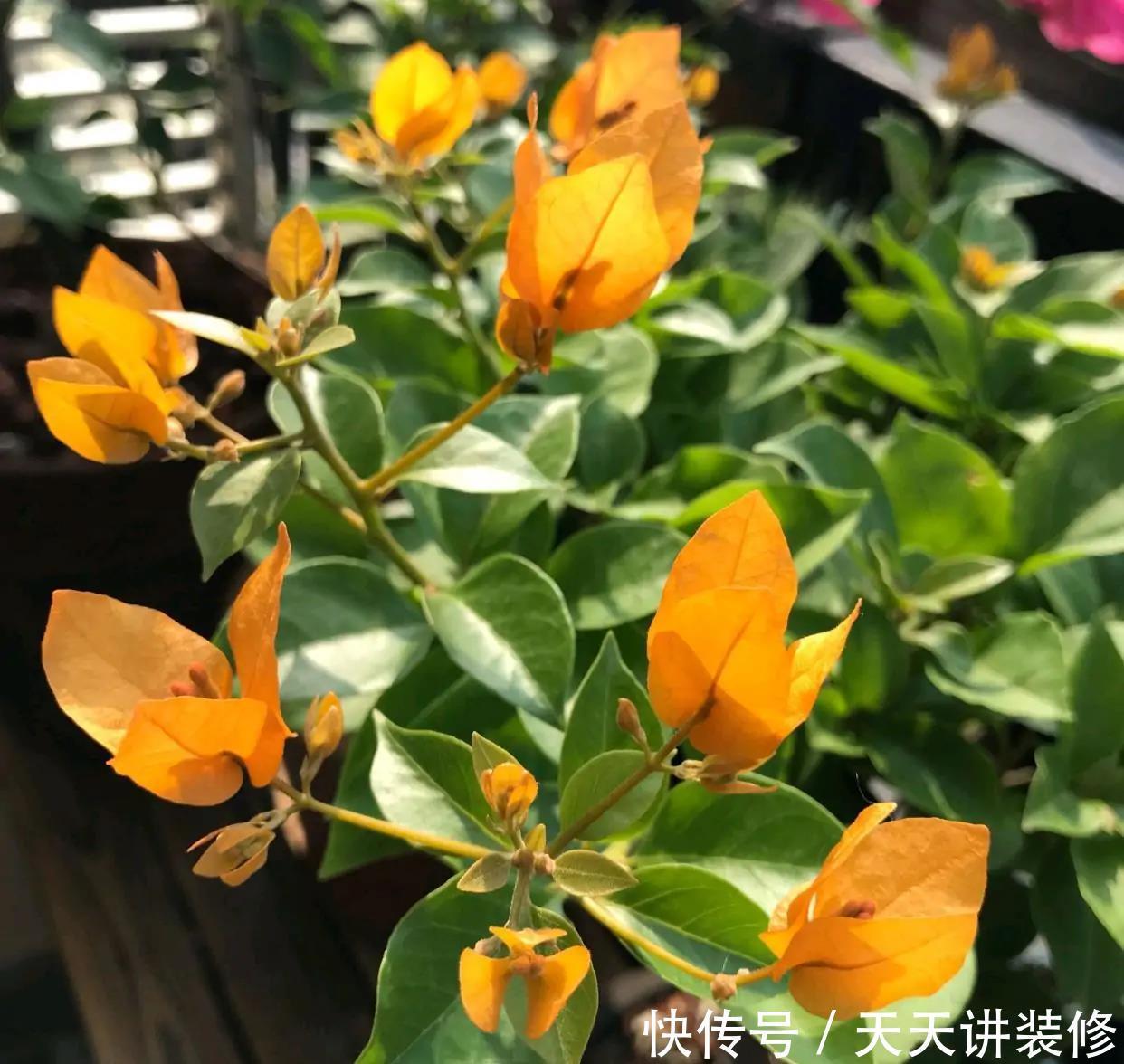 三角梅不耐冻,三个“小动作”,韧性足猛抽穗,绽放层叠群花