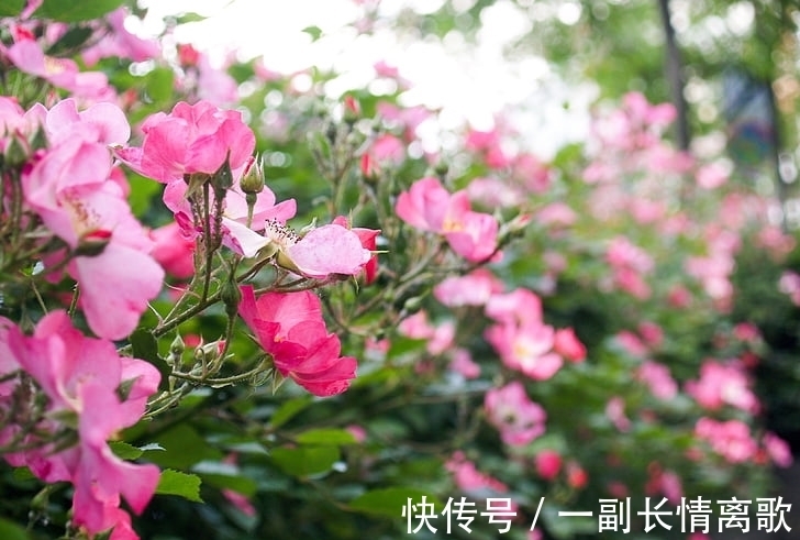 事业|2月福禄强大,事业会攀上新阶梯,财富收获显著的生肖
