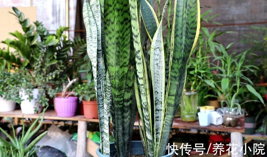 养护|虎皮兰有“2怕3不喜”,做错了长不旺,还容易烂根烂叶