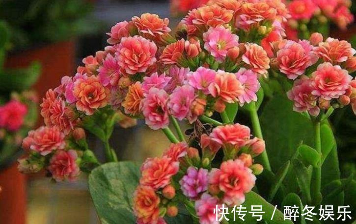 百合花|养花就养4种花，家里养一盆，花美心情好，一养就上瘾