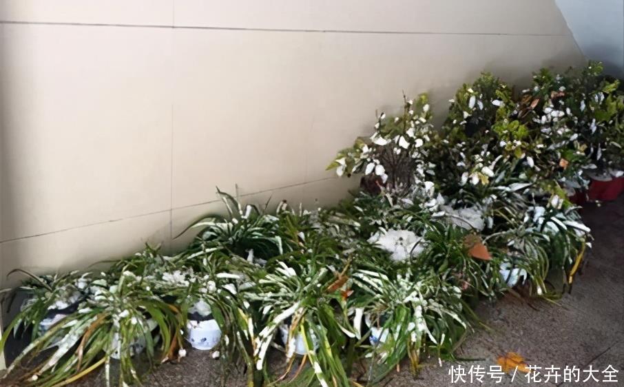这些“娇气花”,冻坏也别扔,剪一刀,救一命
