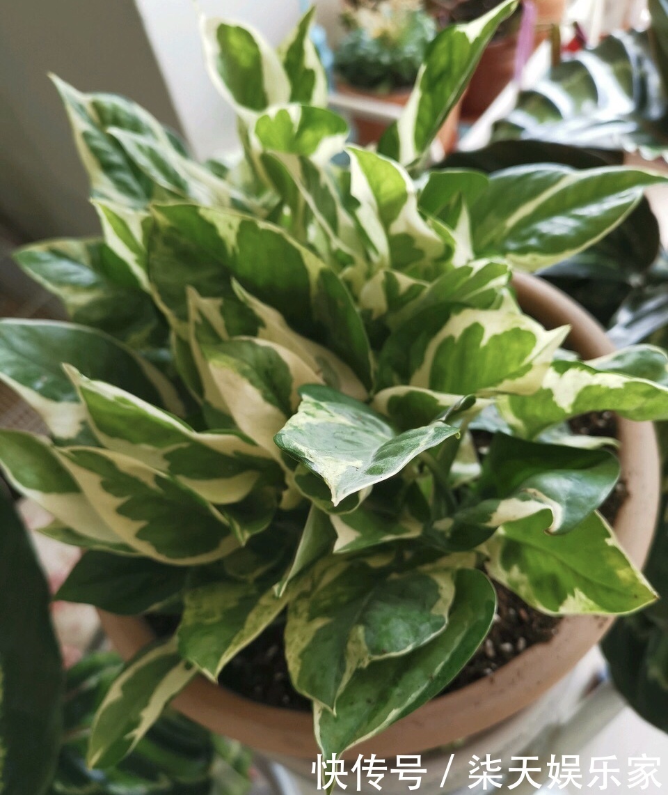 葛绿萝|绿萝品种真不少,数一数5-6种,个个高颜值,看看你养了几种