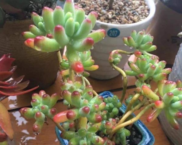 多肉变老桩,选盆不能凑合,用大盆效果差,教你不用颗粒土养好