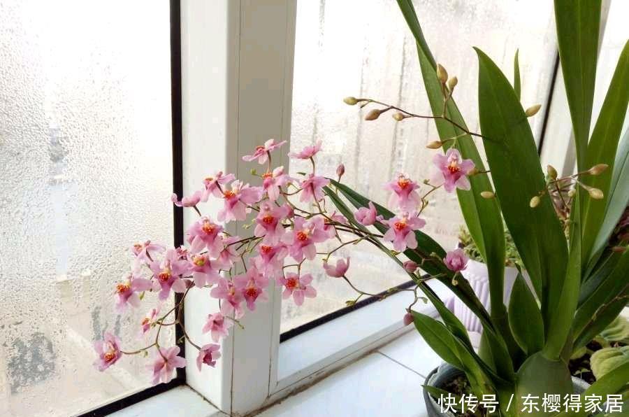 冬季的阳台,少不了这“3种花”,清新美丽芳香,花繁叶茂