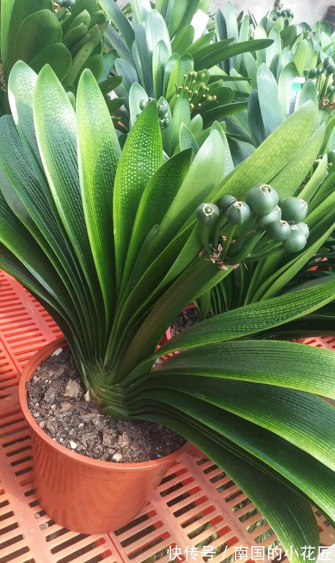 漂亮花|4种“漂亮花”,“穷养”长得旺,精心呵护活不长