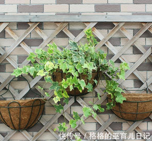 3个养花“小东西”,都是商家的智商税,花花养不好还浪费钱