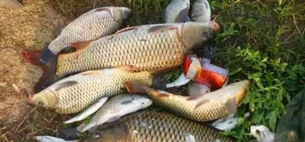 钓鱼技巧:鲜为人知的钓鱼冷知识,看似没用,其实影响了渔获量