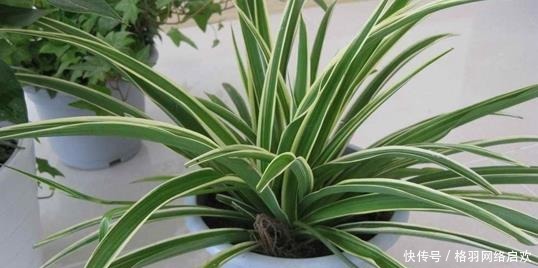 5种适合“散养”的花草,盆栽上几盆,不用费心管理,好养又省心