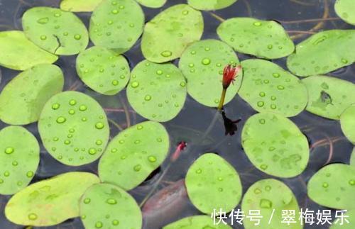 肝部|肝不好的人,此蔬菜最该吃,保护肝部,少生病,经常吃健康靠近