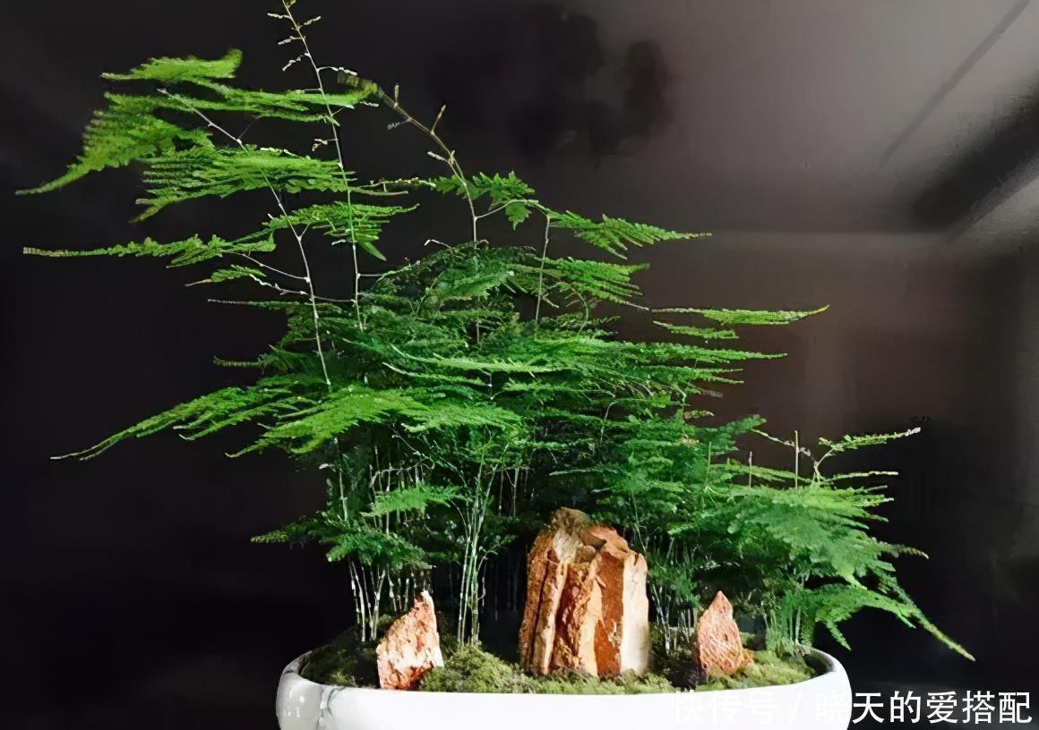 4种“高贵花”，冬天砰砰开花，家里养一盆，富贵大气有面子