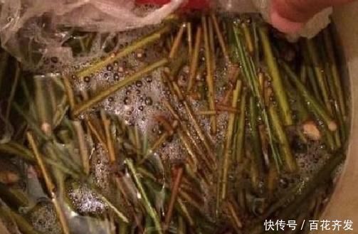 兰花|盆底垫上这一物,盆栽兰花、君子兰10年不烂根,还促生根多又壮