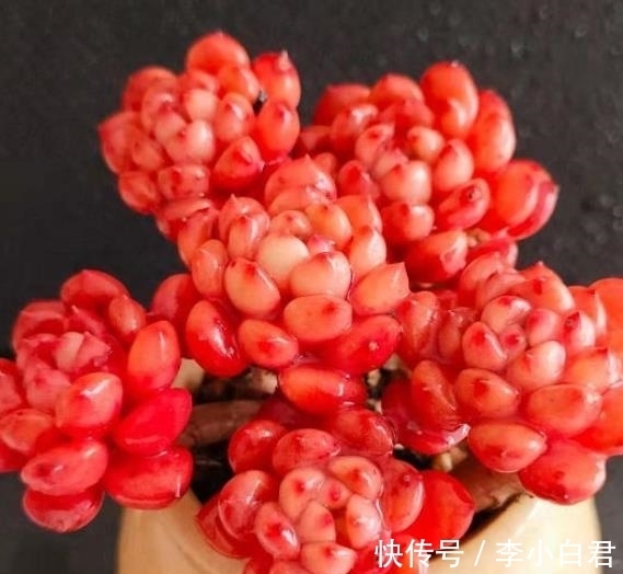 秋天养多肉红宝石,趁早做好3件事,叶片饱满红彤彤,真美