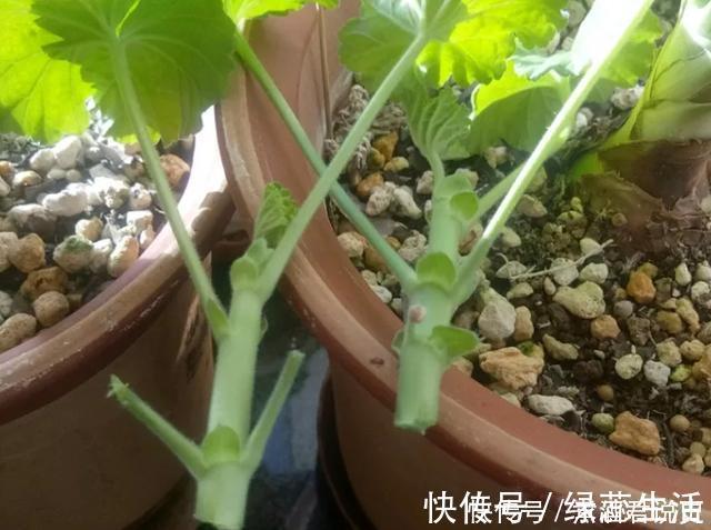 生根|扦插最佳时期到了，有这花赶紧插，沾土就能活！