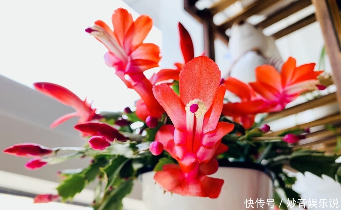 新叶|别让蟹爪兰开花了!想让叶子肥嘟嘟,长势好,现在就要这样养