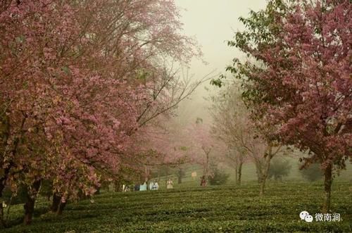 云雾|雾里看花，无量山樱花谷仙境迎来八方游客