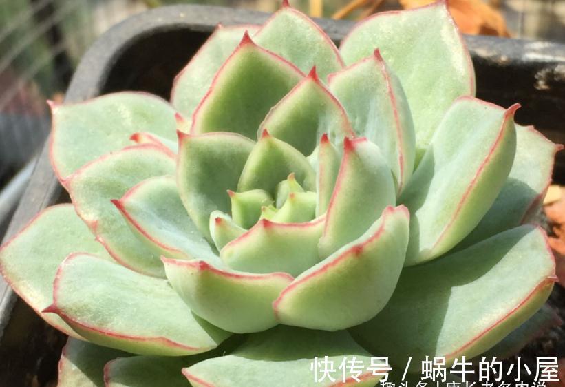 养肉路上处处坑,加州女王居然是这种多肉,不了解就掉坑里了