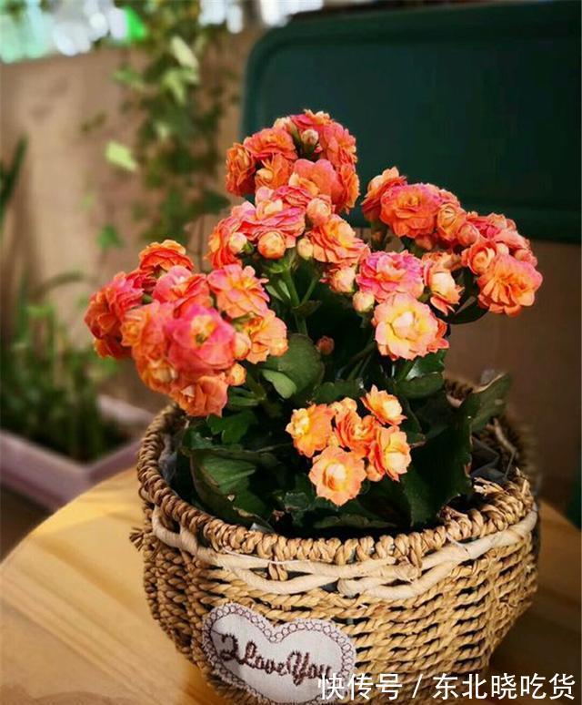 人养花,花亦养人,能促进“睡眠”的9种花,卧室再小也要养