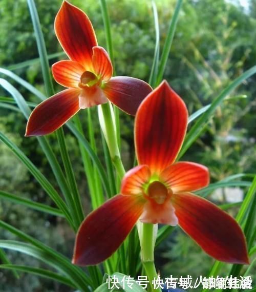 被誉为“国兰第一红”的红河红,花型正格,一杆双花,养护简单