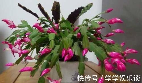 鸡蛋壳|想让蟹爪兰长得好，就用上2种料，保准一年能够开花200多天