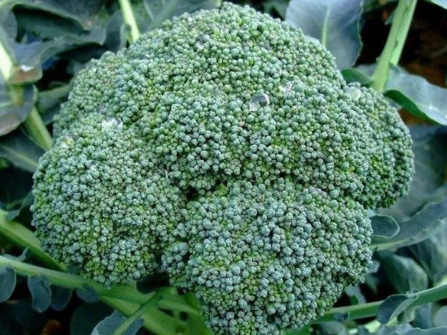 抗癌|西兰花人称“抗癌冠军”,怎么吃抗癌最好3种最佳抗癌方收好