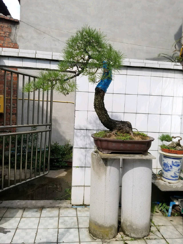 到园艺师家里做客,欣赏到了很多精品盆景,一起来感受盆景的魅力