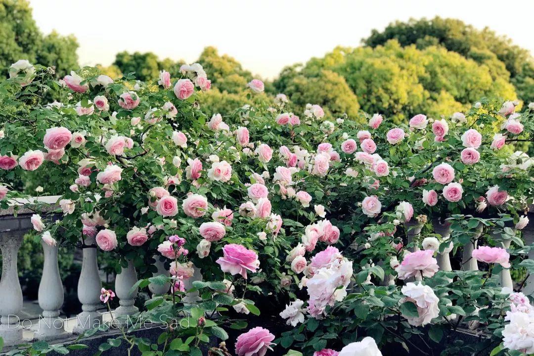 农村养花优势发，地大肥多，一不小心养成小花海！