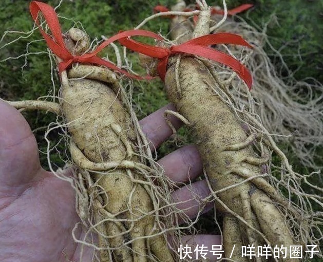 药用价值|都说千年人参会自己“跑”,这是真的?一起来看看这些成精的人参