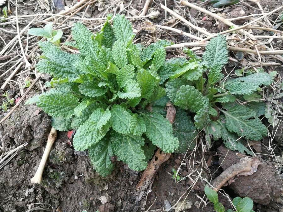 薄荷|农村一种野草,长得像薄荷,牛不吃鸡不刨,却是治疗咽炎的良药