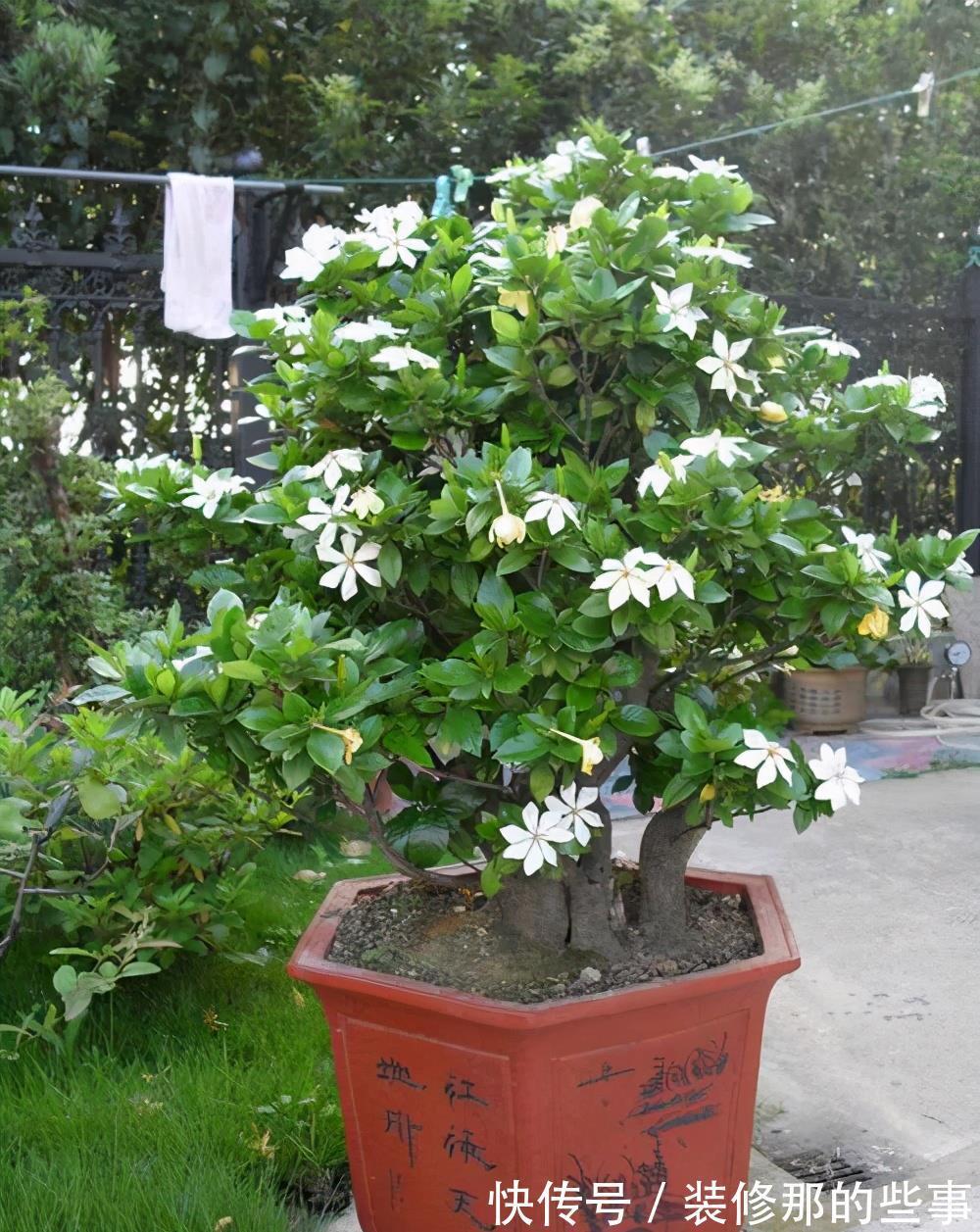 长势|养茉莉栀子花,千万别用2种土,用了就黄叶,养一盆死一盆
