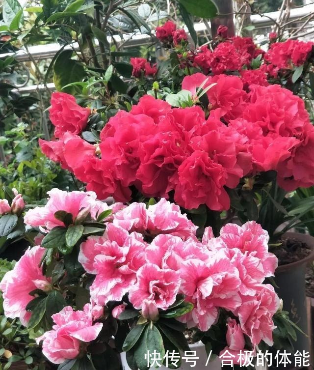 6种花爱吃醋,隔段时间喂口醋,叶子绿油油!