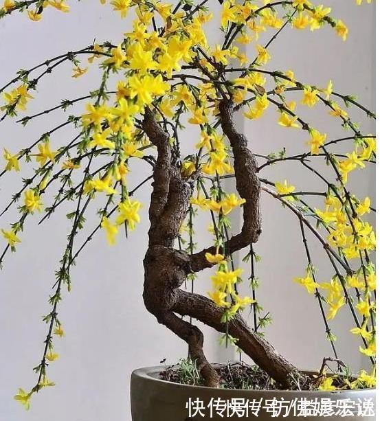 大花蕙兰|4种花好养又漂亮,花朵大花期长,漂亮又好养,越养越“值钱”