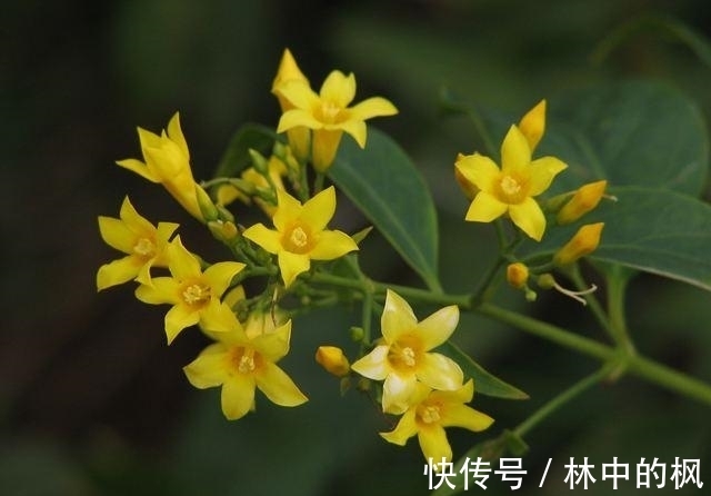 毒物|肝肠寸断，不仅是简单的形容词，也是中国最庞大的毒物家族