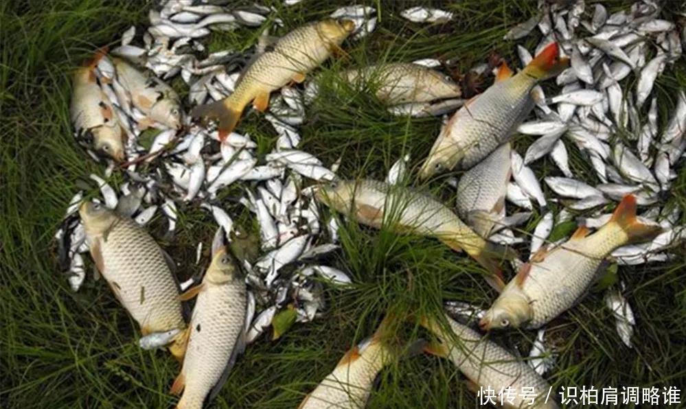 谷雨一到,用饵做到这三点,能钓大鱼,小鱼还不闹窝