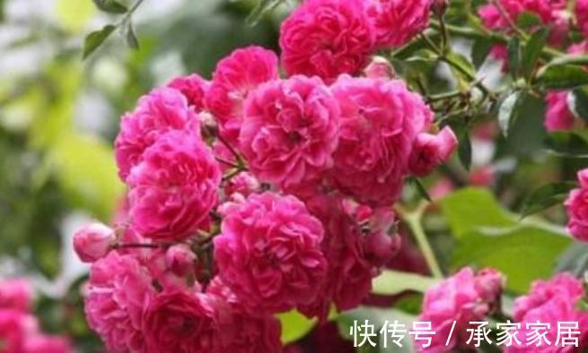花卉|家门口有块空地，种上1种小红花，颜色艳丽香味浓郁，开出花海