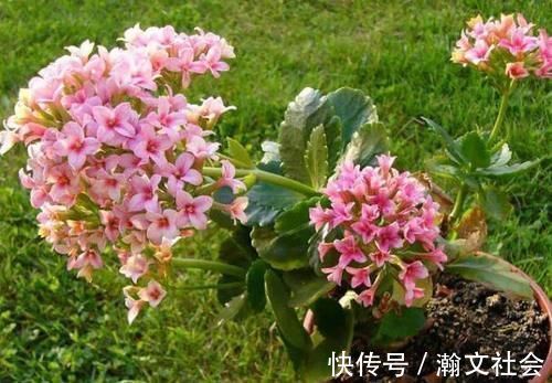 长寿花|养长寿花,将“4忌4喜”进行到底,爆盆开花只是分分钟的事情