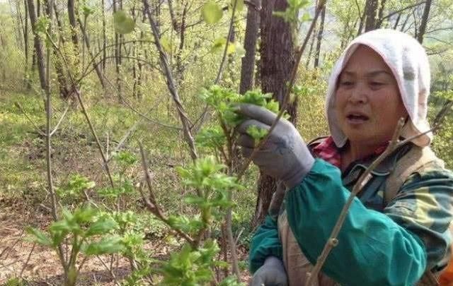 嫩芽|农村山上一种野菜,价格比肉贵,农民以前却拿来当柴禾烧,啥野菜