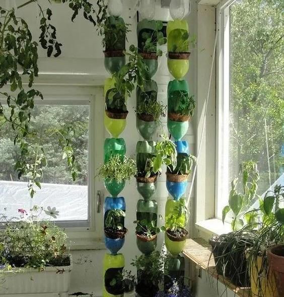 植物|没地种花种菜,没时间浇水几个塑料瓶就能解决,DIY变废为宝