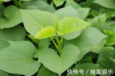 口感|红薯叶为何一炒就黑,原来是少放了“它”,难怪又黑,口感又不好