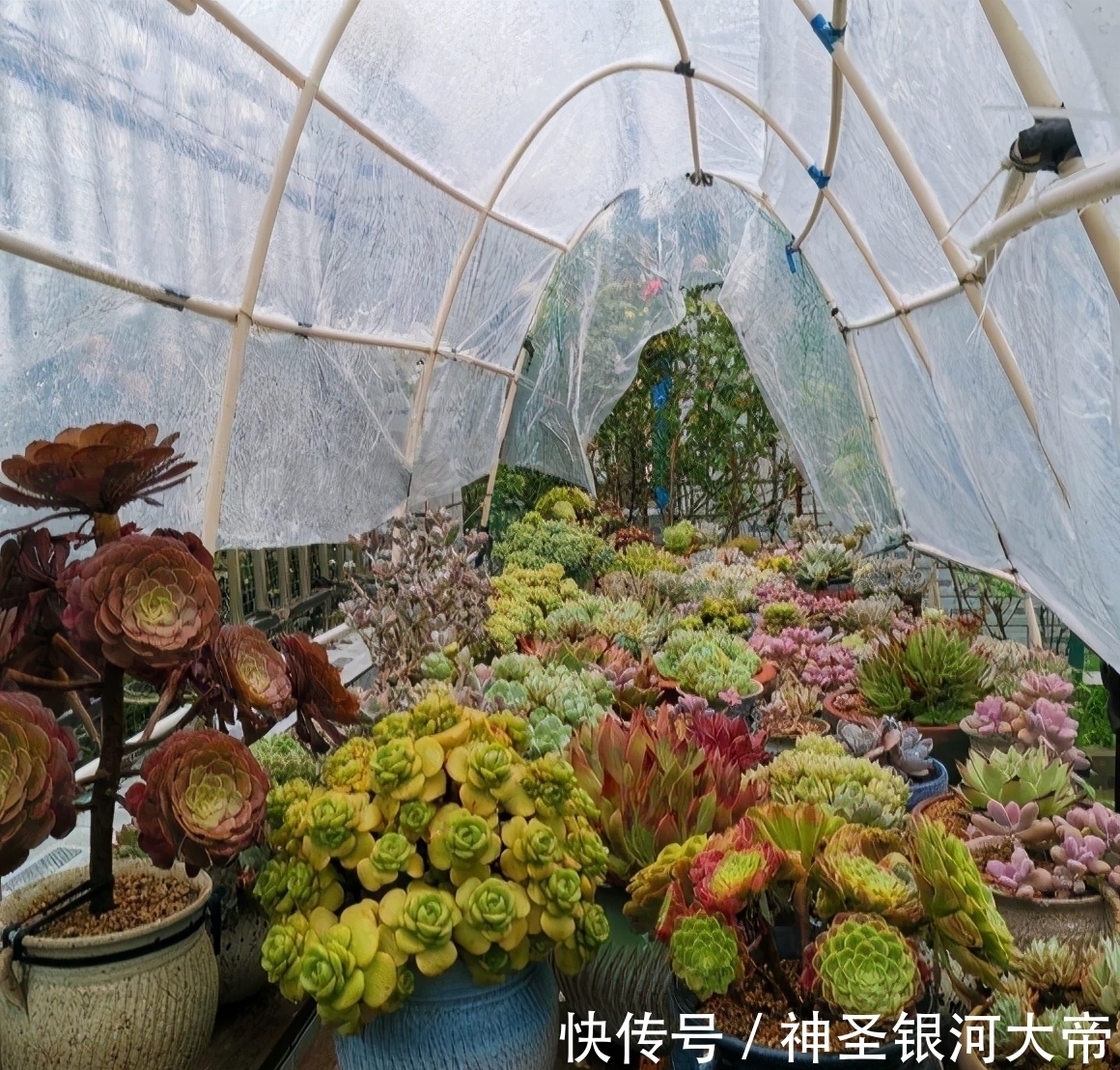 冬天多肉“虚弱期”,4个“难坎”要牢记,舍得冻一冻也许更美丽