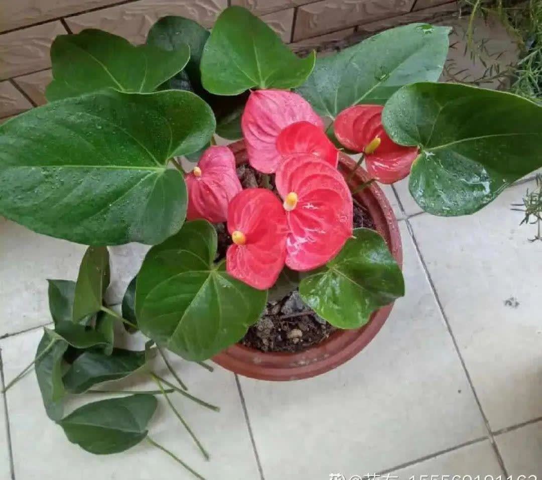 蝴蝶兰开花不是一次性,花后剪一剪,还能继续开花