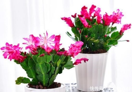 客厅养花别乱养，3种花最合适，最后一种镇宅、聚财又养人！