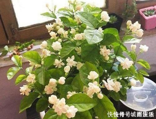 茉莉|平时该如何管理茉莉花抓住5个重点,植株枝繁叶茂、开花多