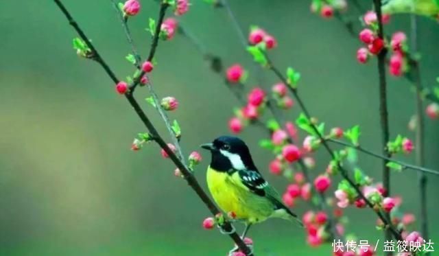 春景#王勃去郊外踏青,写下一首诗,开篇两句便惊艳了整个春天