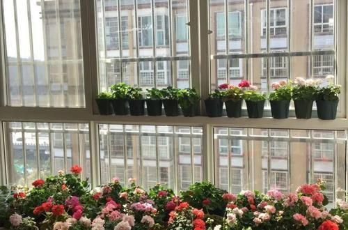 养花细节决定成败：搞不定这3点，养一盆黄一盆