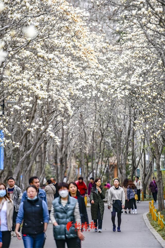 济南这条玉兰花大道，专治低头族